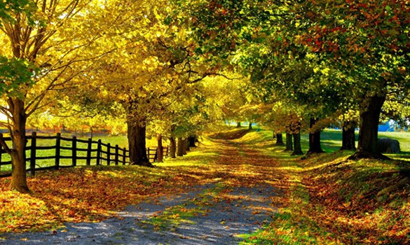 Priroda - Page 15 Nature_landscapes_autumn_trees_leaves_colors_priroda_jesen_slike_phtotography_fotografija_zabava_no_limit_info-585x350